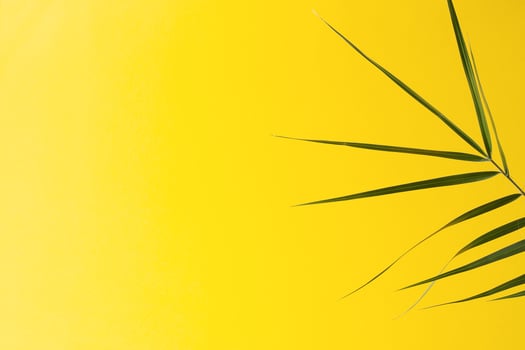 Tropical background with palm leaf on yellow. Close up, copy space photo