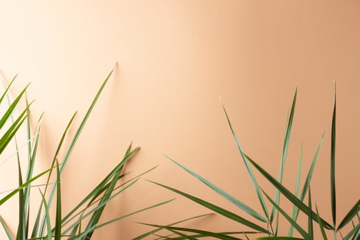 Tropical background with palm leaf on pastel beige. Close up, copy space photo