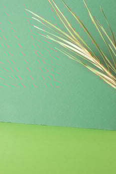 Tropical background with palm leaf on green. Close up, copy space photo