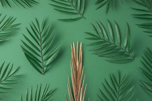 Tropical background with palm leaf on green. Flat lay, copy space photo