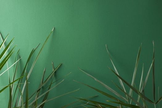 Tropical background with palm leaf on green. Close up, copy space photo