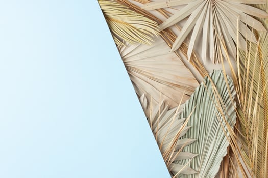 Tropical natural background with palm leaf on blue. Flat lay, copy spac photo