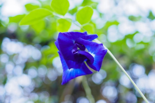 close up blue butterfly pea flower in the garden photo