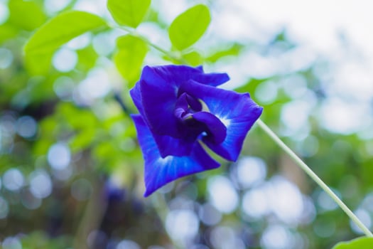 close up blue butterfly pea flower in the garden photo
