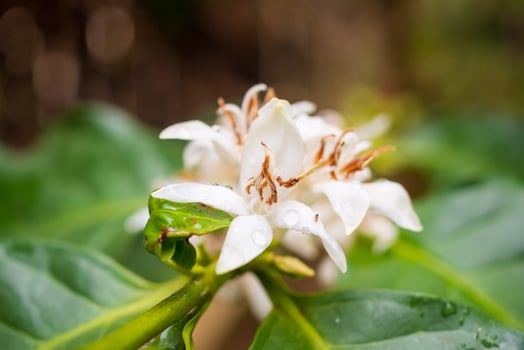 White coffee flowers in green leaves tree plantation close up photo