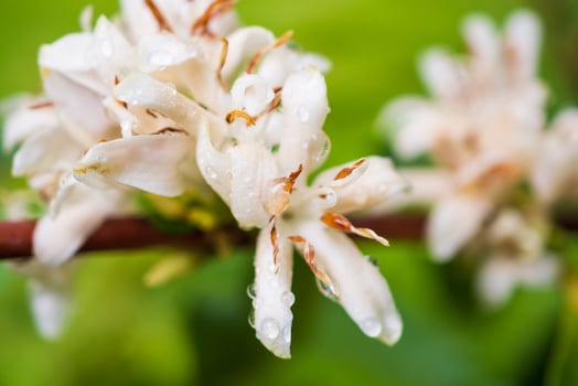 White coffee flowers in green leaves tree plantation close up photo