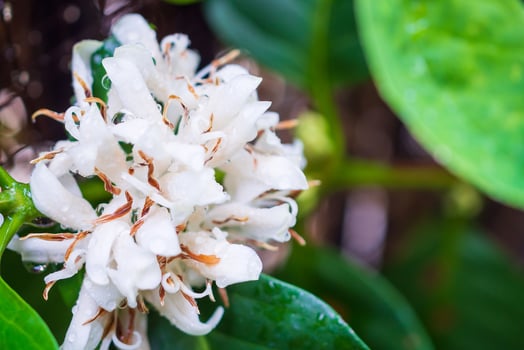 White coffee flowers in green leaves tree plantation close up photo