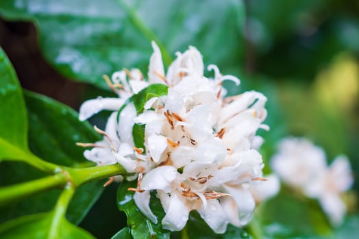 White coffee flowers in green leaves tree plantation close up photo