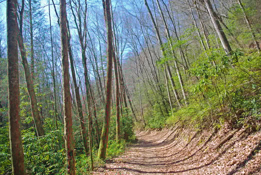 Trail into the wilds photo