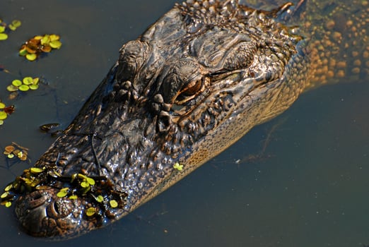 Alligator in the Bayou photo