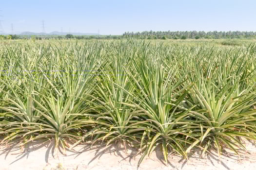 Pineapple plantation close up photo