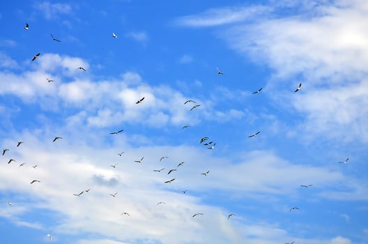 A lot of white gulls fly in the cloudy blue sky photo