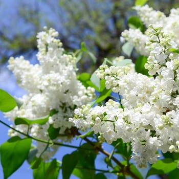Branches of white lilac and green leaves. Blooming branch of lilac photo