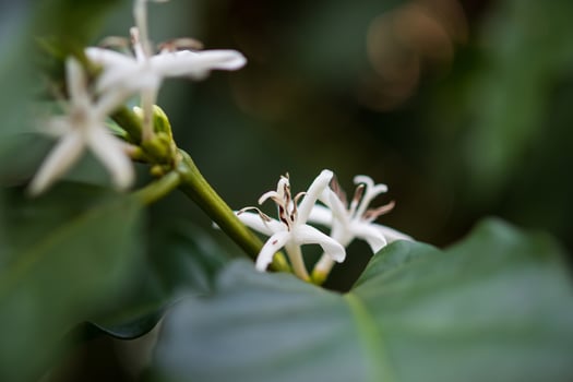 White flower in coffee tree close up photo