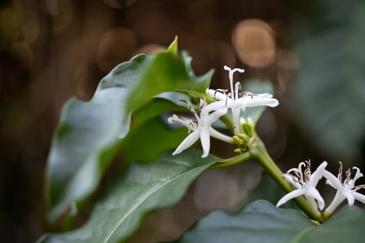 White flower in coffee tree close up photo