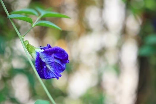 close up blue butterfly pea flower in the garden photo
