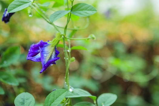 close up blue butterfly pea flower in the garden photo
