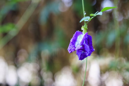 close up blue butterfly pea flower in the garden photo
