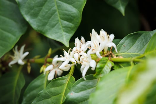White coffee flowers in green leaves tree plantation close up photo