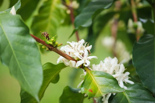 White coffee flowers in green leaves tree plantation close up photo