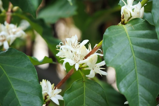 White coffee flowers in green leaves tree plantation close up photo