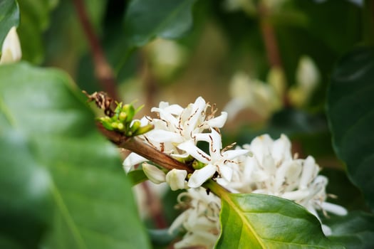 White coffee flowers in green leaves tree plantation close up photo