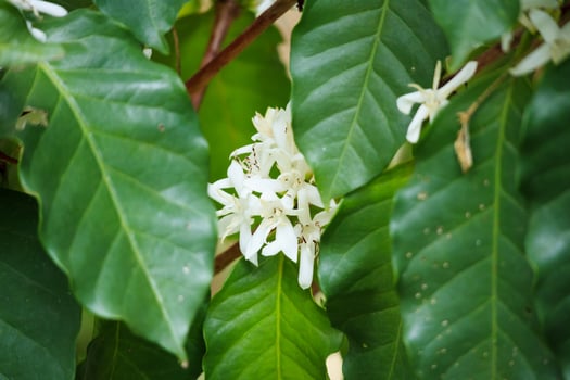 White coffee flowers in green leaves tree plantation close up photo