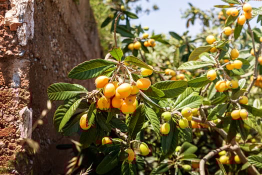 Tasty ripe yellow medlar fruits on a branch next to a stone fence photo