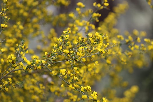 Summer flowers on trees in a city park in Israel. photo