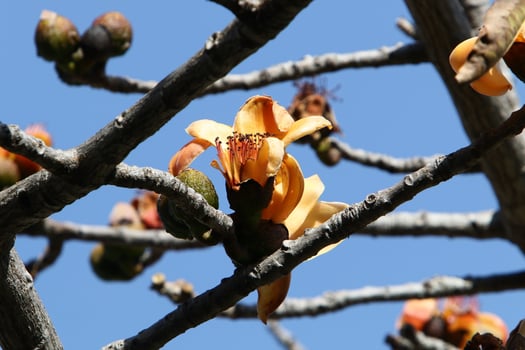 Summer flowers on trees in a city park in Israel. photo