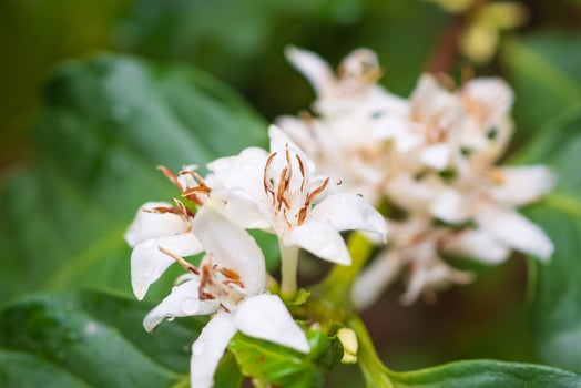 White coffee flowers in green leaves tree plantation close up photo