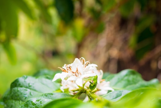 White coffee flowers in green leaves tree plantation close up photo