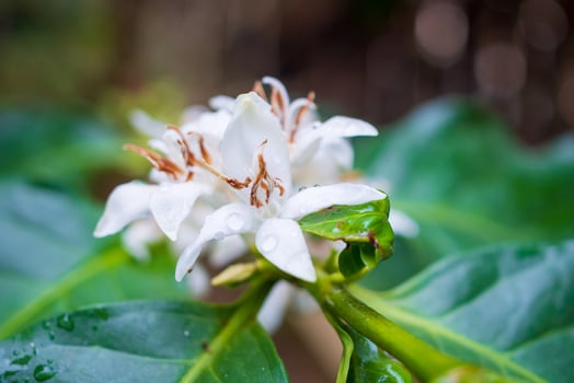 White coffee flowers in green leaves tree plantation close up photo