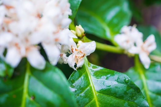 White coffee flowers in green leaves tree plantation close up photo