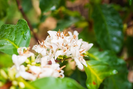 White coffee flowers in green leaves tree plantation close up photo