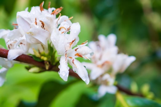 White coffee flowers in green leaves tree plantation close up photo