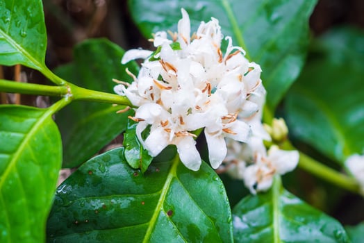 White coffee flowers in green leaves tree plantation close up photo
