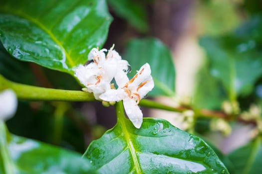 White coffee flowers in green leaves tree plantation close up photo