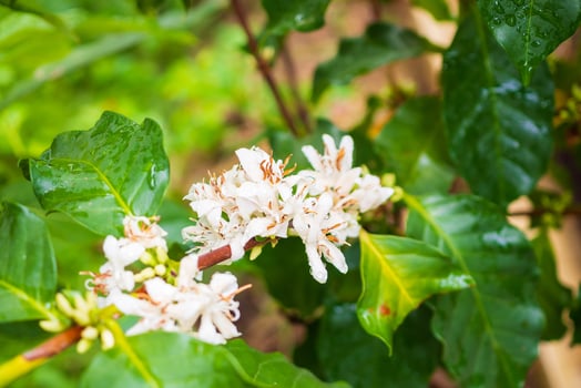 White coffee flowers in green leaves tree plantation close up photo
