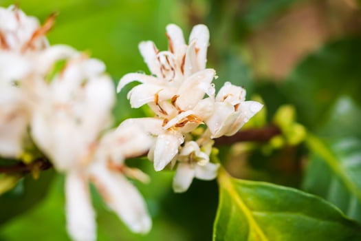 White coffee flowers in green leaves tree plantation close up photo