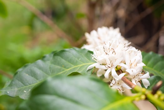 White coffee flowers in green leaves tree plantation close up photo
