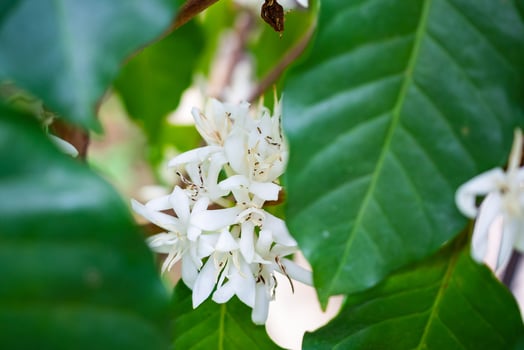 White coffee flowers in green leaves tree plantation close up photo