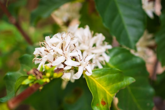 White coffee flowers in green leaves tree plantation close up photo