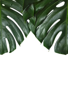 Fresh green Monstera deliciosa or Swiss Cheese plant or Hurricane Plant leaves isolated on white color background photo