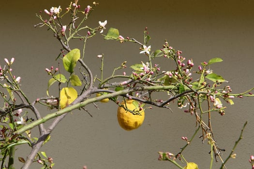 Rich harvest of citrus fruits on trees in a city park in Israel. photo
