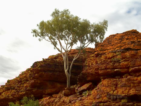 Panoramic view of Kings Canyon, Central Australia, Northern Territory, Australia photo