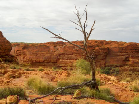 Panoramic view of Kings Canyon, Central Australia, Northern Territory, Australia photo