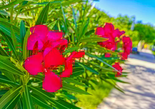 Purple pink red flowers and plants in tropical forest nature Mexico. photo