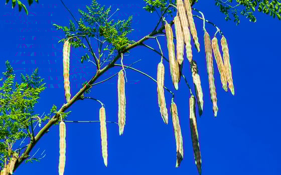 Seeds of moringa tree on green tree with blue sky Mexico. photo