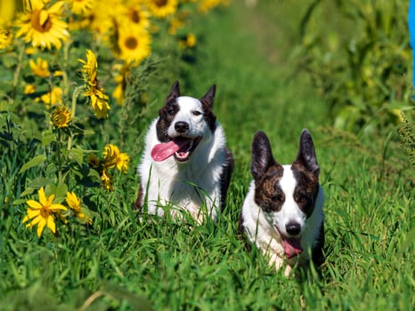 Corgi dog playing in a field of yellow sunflowers photo